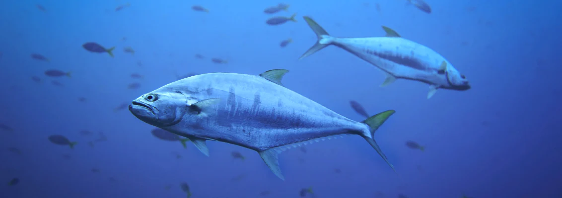 Chef-Quality Seafood at Your Table